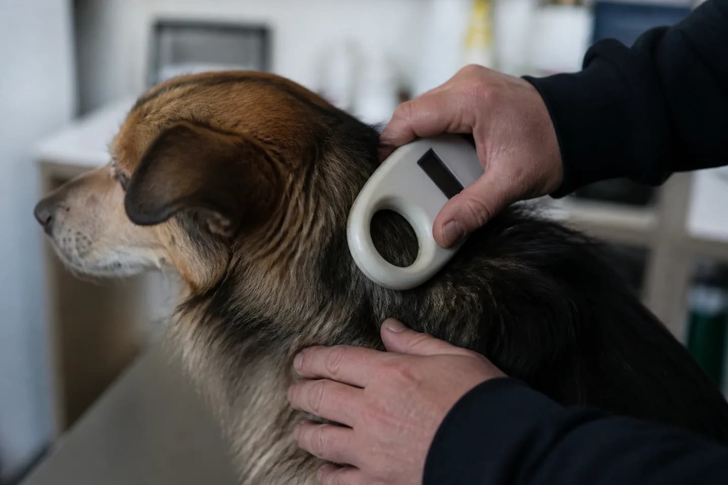 En chipaflæser holdes mod nakken på en hund, der står roligt på undersøgelsesbordet.